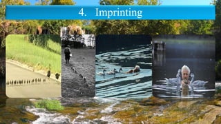 4. Imprinting
 