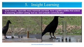 5. Insight Learning
• Some animals, especially many mammals and birds, have cognitive abilities that extend
to reasoning, problem solving, tool use, and symbolic communication
https://youtu.be/s2IBayVsbz8?si=_KI5Lm7Acmbmyp-H
 