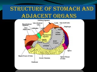 STRUCTURE OF STOMACH AND
   ADJACENT ORGANS
 