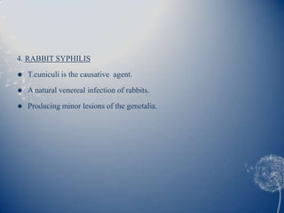 4. RABBIT SYPHILIS
   T.cuniculi is the causative agent.

   A natural venereal infection of rabbits.
   Producing minor lesions of the genetalia.
 
