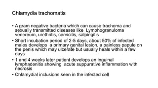 Syphilis | PPTX