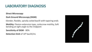 LABORATORY DIAGNOSIS OF SYPHILIS
Direct Microscopy
Dark Ground Microscopy (DGM)
-Slender, flexible, spirally coiled bacilli with tapering ends
Motility: Flexion-extension type, corkscrew motility, Soft
bending at right angle to the midpoint
Sensitivity of DGM - 80%
Detection limit of 104 bacilli/mL
 