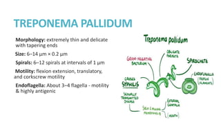 TREPONEMA PALLIDUM
Morphology: extremely thin and delicate
with tapering ends
Size: 6–14 μm × 0.2 μm
Spirals: 6–12 spirals at intervals of 1 μm
Motility: flexion extension, translatory,
and corkscrew motility
Endoflagella: About 3–4 flagella - motility
& highly antigenic
 