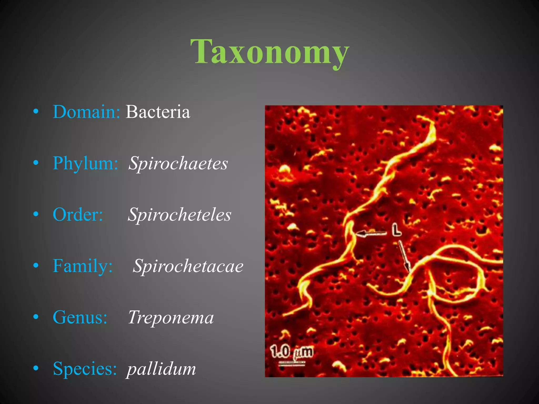 Taxonomy
• Domain: Bacteria
• Phylum: Spirochaetes
• Order: Spirocheteles
• Family: Spirochetacae
• Genus: Treponema
• Species: pallidum
 