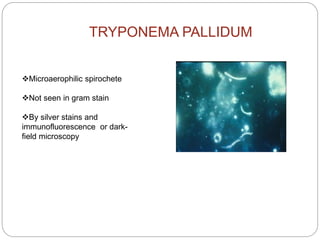 TRYPONEMA PALLIDUM
Microaerophilic spirochete
Not seen in gram stain
By silver stains and
immunofluorescence or dark-
f...