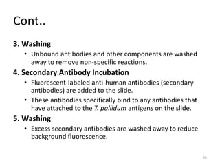Cont..
3. Washing
• Unbound antibodies and other components are washed
away to remove non-specific reactions.
4. Secondary Antibody Incubation
• Fluorescent-labeled anti-human antibodies (secondary
antibodies) are added to the slide.
• These antibodies specifically bind to any antibodies that
have attached to the T. pallidum antigens on the slide.
5. Washing
• Excess secondary antibodies are washed away to reduce
background fluorescence.
56
 