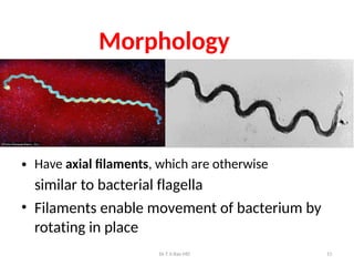 An introduction to the bacteria Syphillis.pptx