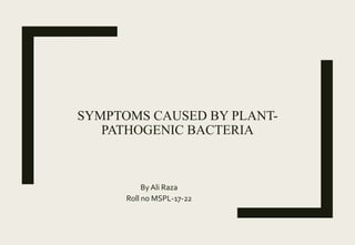 SYMPTOMS CAUSED BY PLANT-
PATHOGENIC BACTERIA
By Ali Raza
Roll no MSPL-17-22
 