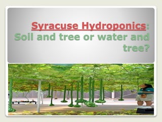 Syracuse Hydroponics:
Soil and tree or water and
tree?
 