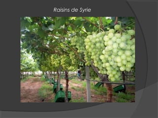 Raisins de Syrie
 