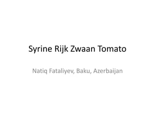 Syrine Rijk Zwaan Tomato
Natiq Fataliyev, Baku, Azerbaijan
 