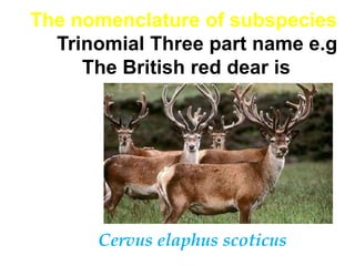 Wilson and Brown 1953 motioned  4 aspects which reduce the usefulness of subspeciesThe occurrence  of microgeographic races with formally recognized subspecies. The arbitrariness of the degree of distinction  by different specialists as justifying sub-specific separation of slightly differentiated local populations. 