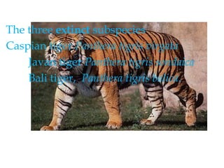 Practical problems with Subspecies are, d. Shall one recognize polytypic subspecies for indistinguishable but geographically separated populations?e.  When should geographical isolates be called species and when subspecies