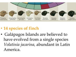Temporal SubspeciesThe paleontologist  applying subspecies category faces problems not faced by the neonatologist. There may be a differentialdeposition of various age classes and sexes in different horizons as well as the occurrence of non-genetichabitatforms. Yet treating fossils leads to a deeper analysis  of relationships and meaning of evolutionary trends. 
