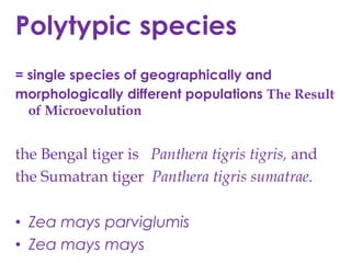 Polytypic species= single species of geographically and morphologically different populations The Result of Microevolutionthe Bengal tiger is   Pantheratigristigris, and the Sumatran tiger  Pantheratigrissumatrae. ZeamaysparviglumisZeamaysmays