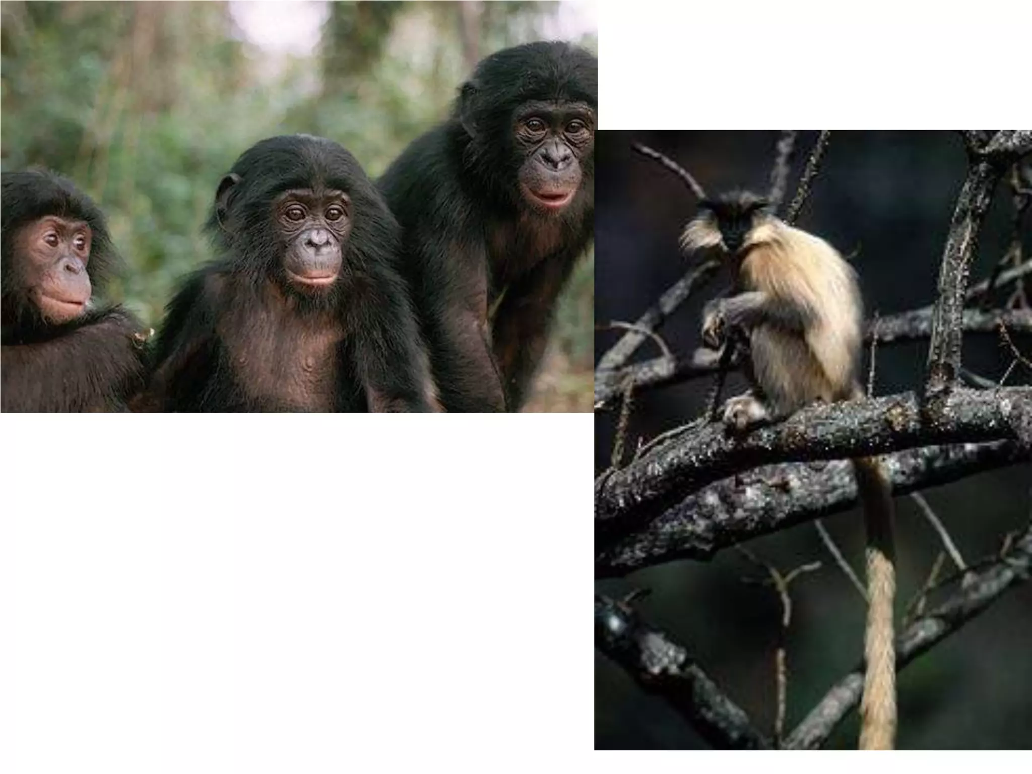 Animal Systematics Lecture 1 | PPTX