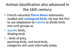 Animal classification also advanced in the 16th century. French naturalist Pierre Belonextensively studied and catalogued birds. He was the first to use adaptation to habitat to divide birds into such groups as aquaticbirds, Wading birds, birds of prey, perching birds, and land birds, categories still used informally today. 