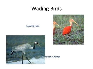 Wading Birds Scarlet IbisEuropean Cranes