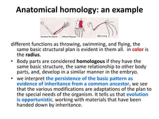 Anatomical homology: an exampledifferent functions as throwing, swimming, and flying, the same basic structural plan is evident in them all. in color is the radius. Body parts are considered homologous if they have the same basic structure, the same relationship to other body parts, and, develop in a similar manner in the embryo.we interpret the persistence of the basic pattern as evidence of inheritance from a common ancestor, we see that the various modifications are adaptations of the plan to the special needs of the organism. It tells us that evolution is opportunistic, working with materials that have been handed down by inheritance. 