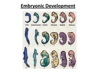 Embryonic Development