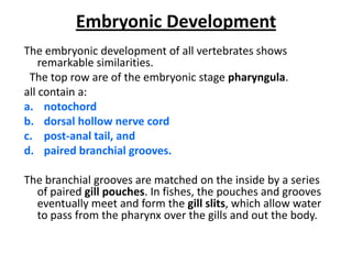 Embryonic DevelopmentThe embryonic development of all vertebrates shows remarkable similarities.  The top row are of the embryonic stage pharyngula. all contain a: notochord dorsal hollow nerve cord post-anal tail, and paired branchial grooves.The branchial grooves are matched on the inside by a series of paired gill pouches. In fishes, the pouches and grooves eventually meet and form the gill slits, which allow water to pass from the pharynx over the gills and out the body. 