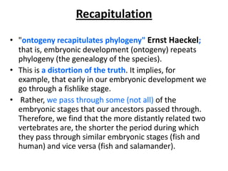 Recapitulation"ontogeny recapitulates phylogeny"Ernst Haeckel; that is, embryonic development (ontogeny) repeats phylogeny (the genealogy of the species). This is a distortion of the truth. It implies, for example, that early in our embryonic development we go through a fishlike stage.Rather, we pass through some (not all) of the embryonic stages that our ancestors passed through. Therefore, we find that the more distantly related two vertebrates are, the shorter the period during which they pass through similar embryonic stages (fish and human) and vice versa (fish and salamander). 