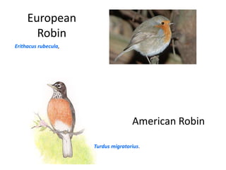 European RobinErithacusrubecula, American RobinTurdusmigratorius.