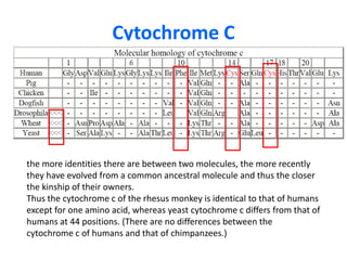 Cytochrome Cthe more identities there are between two molecules, the more recently they have evolved from a common ancestral molecule and thus the closer the kinship of their owners. Thus the cytochrome c of the rhesus monkey is identical to that of humans except for one amino acid, whereas yeast cytochrome c differs from that of humans at 44 positions. (There are no differences between the cytochrome c of humans and that of chimpanzees.) 