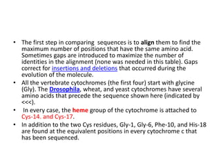 The first step in comparing  sequences is to align them to find the maximum number of positions that have the same amino acid. Sometimes gaps are introduced to maximize the number of identities in the alignment (none was needed in this table). Gaps correct for insertions and deletions that occurred during the evolution of the molecule. All the vertebrate cytochromes (the first four) start with glycine (Gly). The Drosophila, wheat, and yeast cytochromes have several amino acids that precede the sequence shown here (indicated by <<<). In every case, the heme group of the cytochrome is attached to Cys-14. and Cys-17. In addition to the two Cys residues, Gly-1, Gly-6, Phe-10, and His-18 are found at the equivalent positions in every cytochrome c that has been sequenced. 
