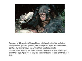 Ape, any of 13 species of large, highly intelligent primates, including chimpanzees, gorillas, gibbons, and orangutans. Apes are sometimes confused with monkeys, but unlike their smaller primate counterparts, apes do not have tails and their arms are usually longer than their legs. Apes live in tropical woodlands and forests of Africa and Asia