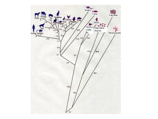 Animal Systematics Lecture 1