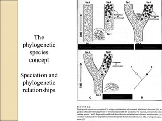The phylogenetic species concept Speciation and phylogenetic relationships Dispersal + subsequent character change Vicariance Sympatric 