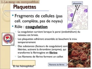 Plaquettes Fragments de cellules  (pas    cell. complète, pas de noyau) Rôle :  coagulation plaquettes La coagulation survient lorsque la paroi (endothélium) du vaisseau est brisée. Les plaquettes adhèrent ensemble et bouchent le trou temporairement Des substances (facteurs de coagulation) sont  libérées, activent la thrombine (enzyme), qui  transforme la fibrinogène en  fibrine   Les filaments de fibrine forment un caillot Filaments de fibrine Et les hémophiles? 