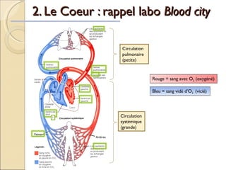 2. Le Coeur : rappel labo  Blood city 1 Circulation pulmonaire (petite) Circulation systémique(grande) Artères Veines  Rouge = sang avec O 2  (oxygéné)   Bleu = sang vidé d’O 2  (vicié)   