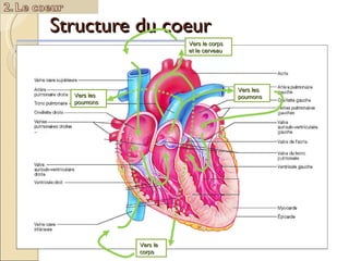 Structure du coeur  Rôle : Fixe l’O 2 Vers les poumons Vers les poumons Vers le corps Vers le corps et le cerveau 