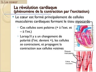 La révolution cardiaque  (phénomène de la contraction par l’excitation) Le cœur est formé principalement de cellules musculaires cardiaques formant le tissu  myocarde Cellule musculaire Ces cellules sont polaires (+ à l’ext. et – à l’int.) Lorsqu’il y a un changement de polarité (l’int. devient +), les cellules se contractent, et propagent la contraction aux cellules voisines  