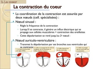 La contraction du coeur La coordination de la contraction est assurée par deux nœuds (cell. spécialisées) : Nœud sinusal :  Règle la fréquence de la contraction Nœud auriculo-ventriculaire :  Transmet la dépolarisation par ses branches aux ventricules qui se contractent Lorsqu’il se contracte, il génère un influx électrique qui se propage aux cellules musculaires = contraction des oreillettes  Cette dépolarisation se rend jusqu’au 2 e  nœud :  1. Le nœud sinusal produit une vague d’influx 2. L’influx se propage dans les cell. des oreillettes, qui se contractent, et l’influx atteint le nœud a.v.  3. L’influx descend aux bas des ventricules 4. L’influx se propage dans les ventricules, qui se contractent 