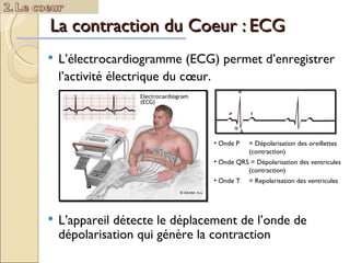 La contraction du Coeur : ECG L’électrocardiogramme (ECG) permet d’enregistrer l’activité électrique du cœur. L’appareil détecte le déplacement de l’onde de dépolarisation qui génère la contraction Onde P = Dépolarisation des oreillettes  (contraction) Onde QRS  = Dépolarisation des ventricules  (contraction) Onde T  = Repolarisation des ventricules 