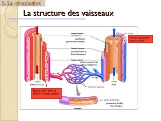 La structure des vaisseaux (tissus conjonctif et fibres collagènes)  (muscles lisses et fibres élastiques)  (épithélium pavimenteux simple)  (seulement, facilite les échanges)  Épaisse pour s’étirer et résister à la forte pression  À noter, seulement dans les veines 