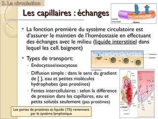 Les capillaires : échanges  La fonction première du système circulatoire est d’assurer le maintien de l’homéostasie en effectuant des échanges avec le milieu ( liquide interstitiel  dans lequel les cell. baignent) Types de transport:  Endocytose/exocytose   Diffusion simple : dans le sens du gradient de [ ], eau et petites molécules hydrophobes (pas protéines)  Fentes intercellulaires : selon la différence de pression dans les capillaires, eau et petits solutés seulement  (pas protéines)  Liquide interstitiel  Les pertes de protéines et liquide ( 1 %) reviennent par le système lymphatique simple 