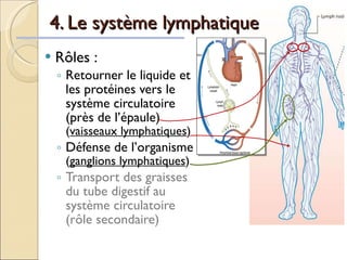 Rôles :  Retourner le liquide et les protéines vers le système circulatoire (près de l’épaule)  ( vaisseaux lymphatiques ) Défense de l’organisme  ( ganglions lymphatiques ) Transport des graisses du tube digestif au système circulatoire (rôle secondaire) 4. Le système lymphatique  