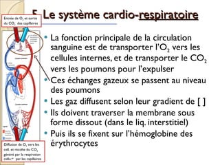 5. Le système cardio- respiratoire   La fonction principale de la circulation sanguine est de transporter l’O 2  vers les cellules internes, et de transporter le CO 2  vers les poumons pour l’expulser Ces échanges gazeux se passent au niveau des poumons Les gaz diffusent selon leur gradient de [ ] Ils doivent traverser la membrane sous forme dissout (dans le liq. interstitiel) Puis ils se fixent sur l’hémoglobine des érythrocytes  Entrée de O 2  et sortie du CO 2   des capillaires  Diffusion de O 2  vers les cell. et récolte du CO 2  généré par la respiration cellu. air   par les capillaires  
