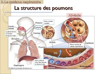 La structure des poumons  La glotte ferme le conduit lorsqu’on avale Avec cordes vocales Bronchioles Mince pellicule d’eau dans laquelle se dissout le gaz Mince couche de cellules (épithélium) O2 CO2 