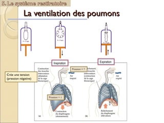 La ventilation des poumons  Crée une tension (pression négative) Pression +   Pression +   Inspiration Expiration 