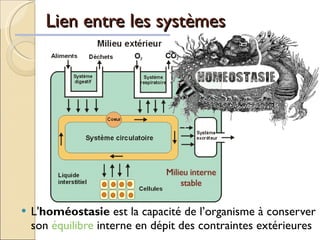 Lien entre les systèmes L' homéostasie  est la capacité de l’organisme à conserver son  équilibre  interne en dépit des contraintes extérieures 