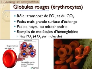 Globules rouges (érythrocytes) Rôle : transport de l’O 2  et du CO 2   Petits mais grande surface d’échange Pas de noyau ou mitochondrie  Remplis de molécules d’hémoglobine Fixe l’O 2  (4 O 2  par molécule) 