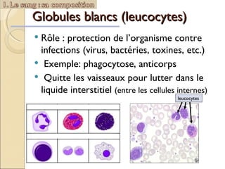 Globules blancs (leucocytes) Rôle : protection de l’organisme contre infections (virus, bactéries, toxines, etc.) Exemple: phagocytose, anticorps  Quitte les vaisseaux pour lutter dans le liquide interstitiel  (entre les cellules internes) leucocytes 
