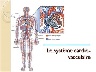 Le système cardio-vasculaire 