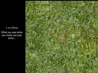 1 m (10 0 m) What you see when you reach out your arms... 