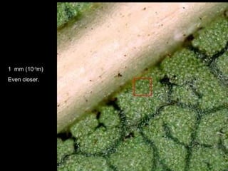 1  mm (10 -3 m) Even closer. 